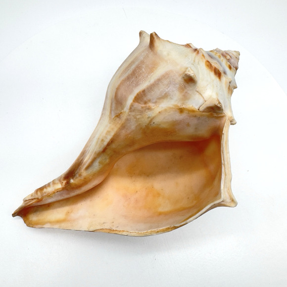 Vintage Lightning Whelk Conch Seashell Estate Beach Decor Aquarium 6.5"vi - Picture 6 of 9